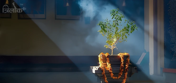 Tulsi Plant : Best Direction, Benefits, and Vastu Tips for Home